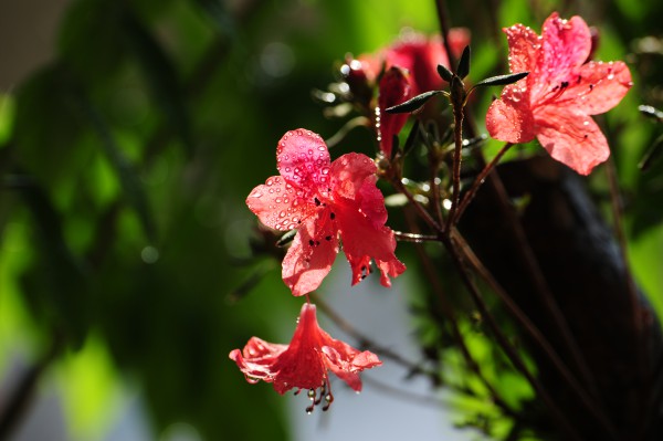 一如初心（中冶天工集團天津有限公司第四建筑工程分公司 陳宜彤 攝影）.jpg